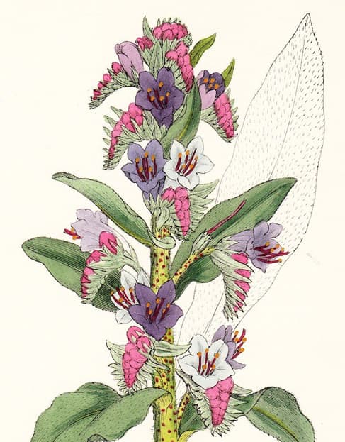 Echium vulgare, Ussikeel harilik